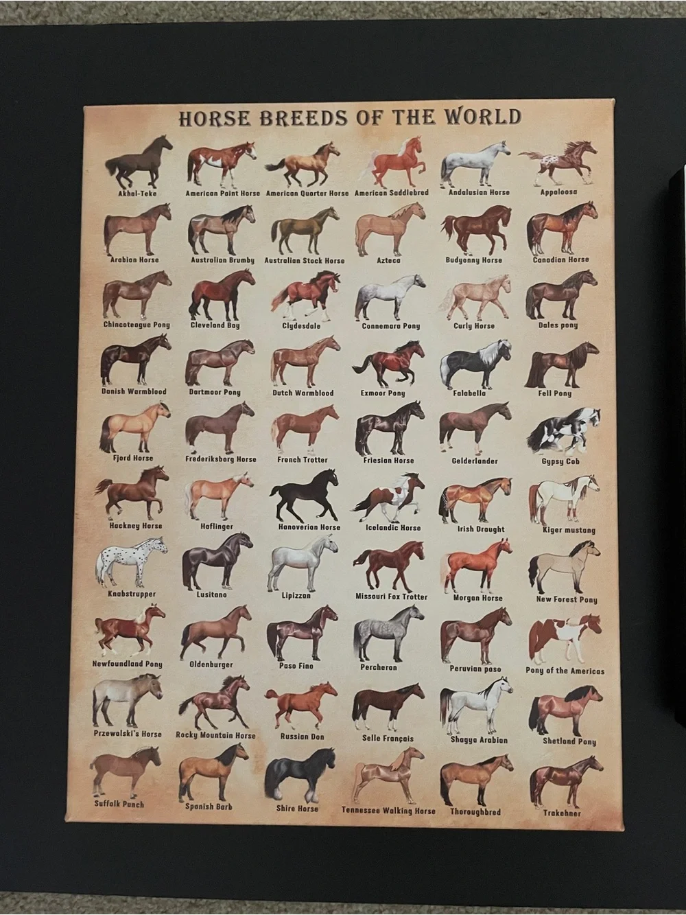 Horse Breed Chart & Horse Canvas Wall Art - Brown & Cream